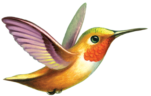 Hummingbird - Tattly (690x690), Png Download