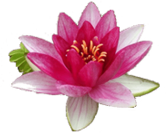 Free Png Water Lily Png Images Transparent - Water Lily Flower (480x480), Png Download