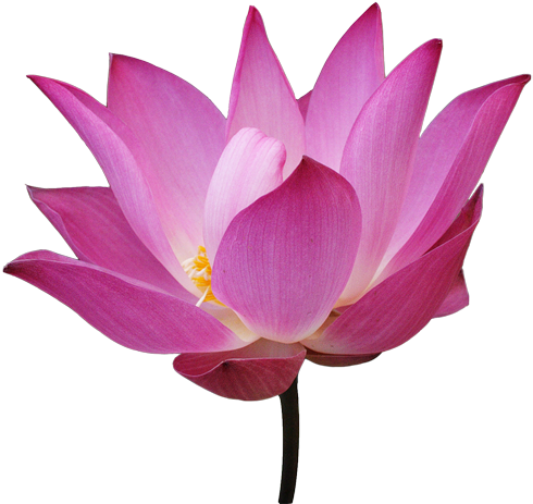 Png Flower - Sacred Lotus (500x468), Png Download