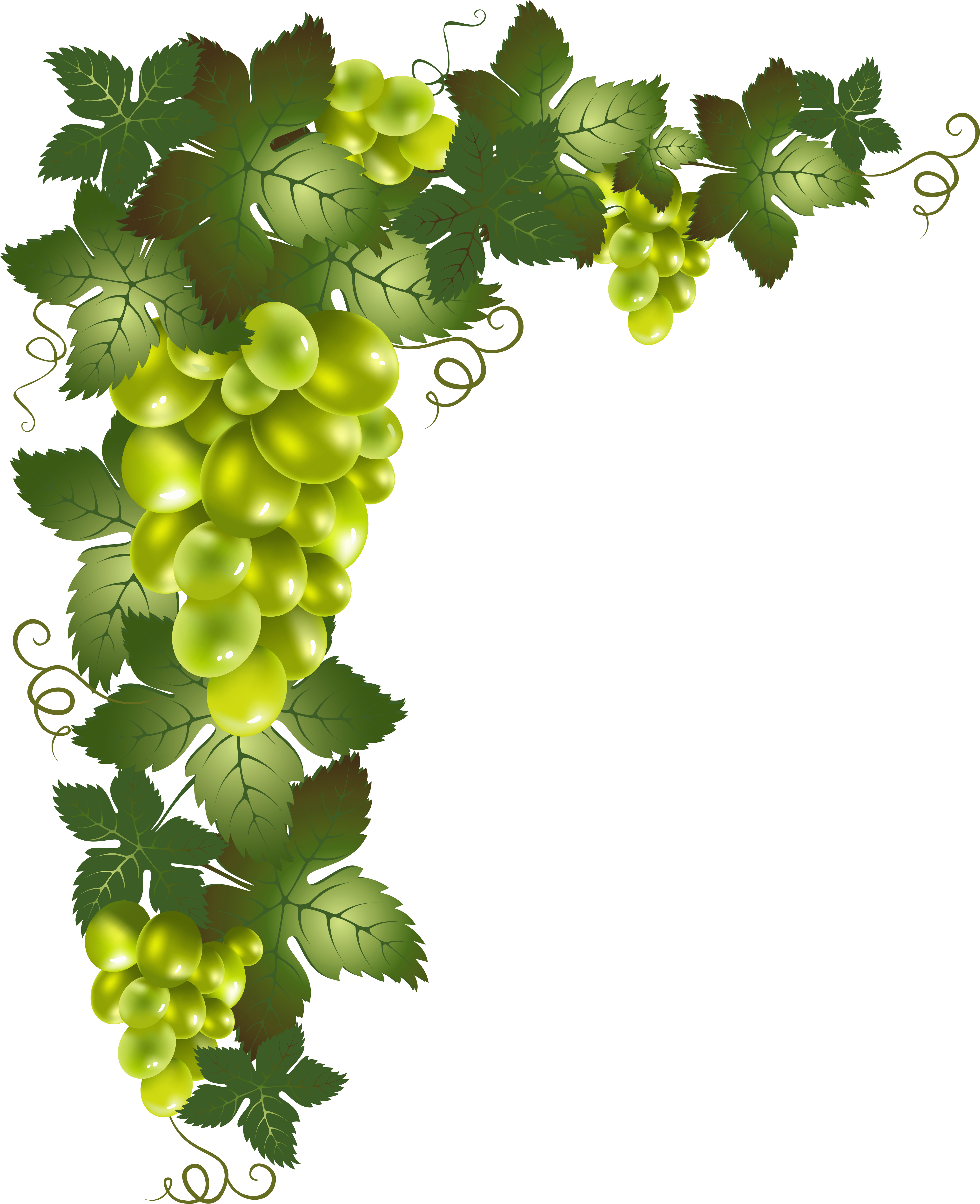 Vine Png (4251x5163), Png Download