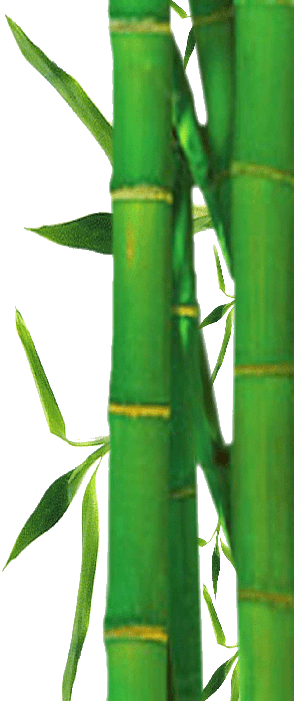 Free - Bamboo Border Leaves Png (945x2250), Png Download