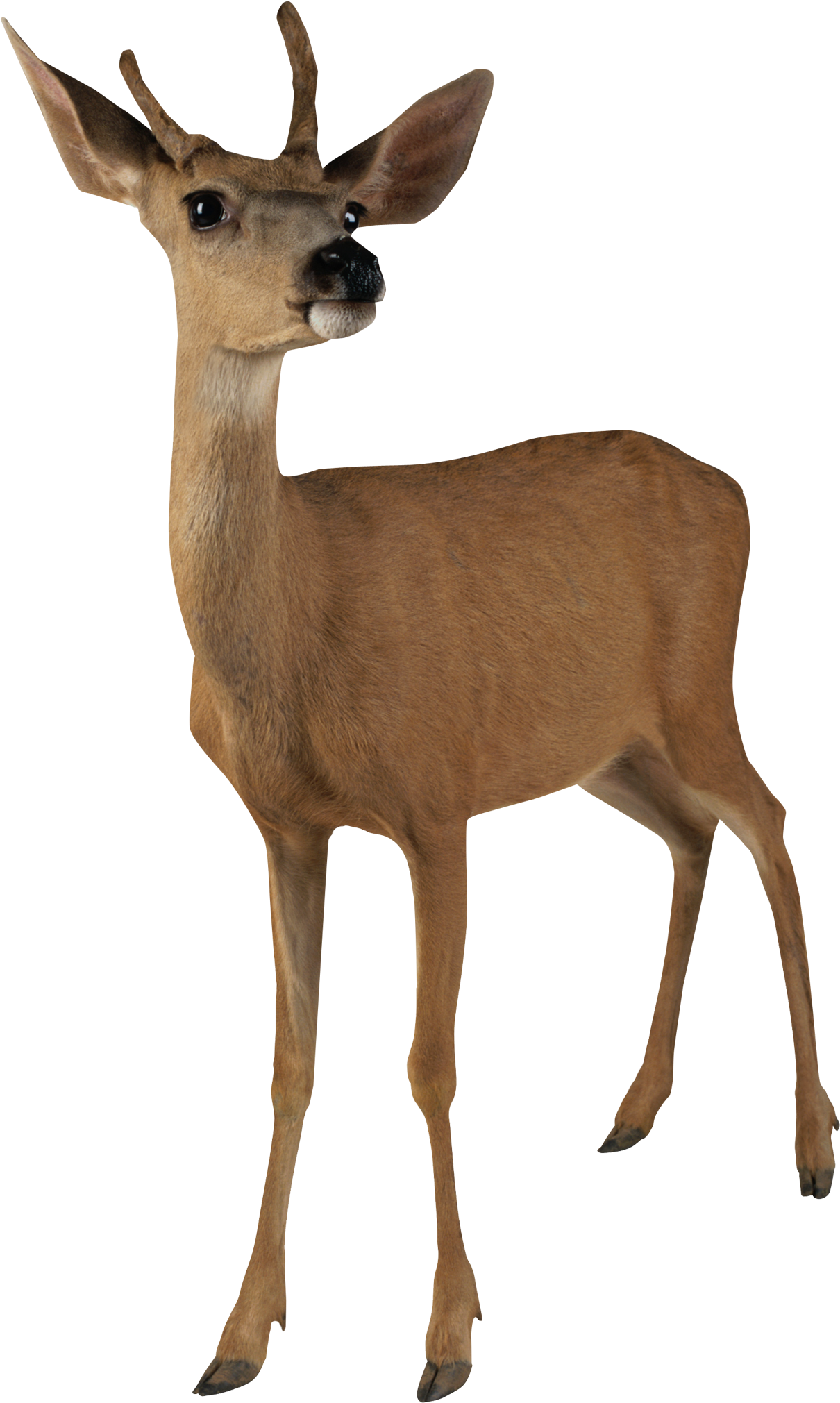 Download View Full Size Deer Transparent Background Full Size PNG Image PNGkit