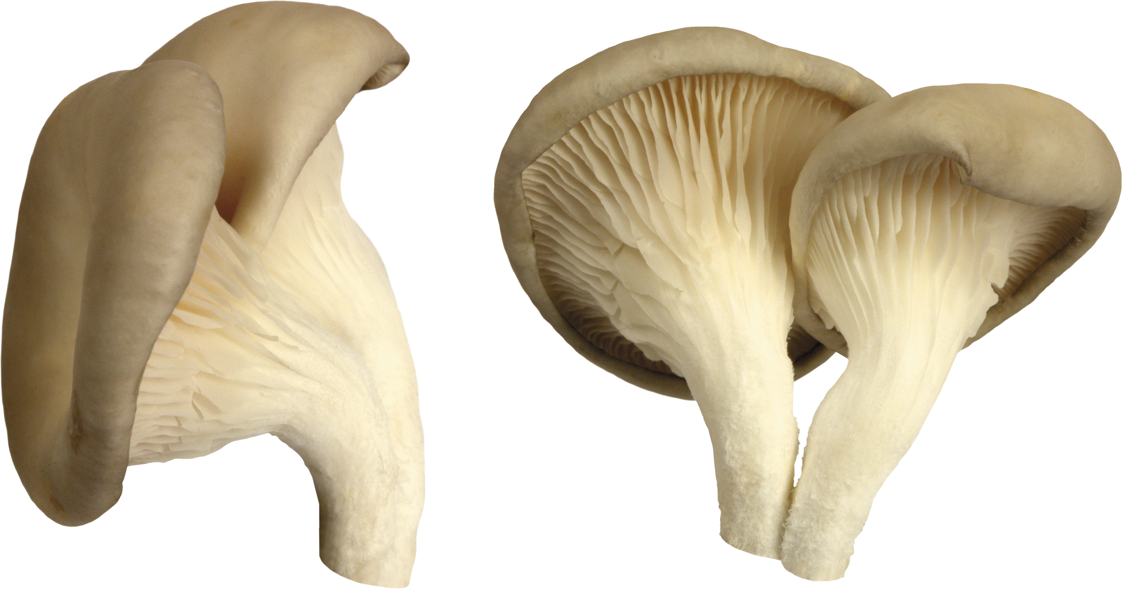 Mushroom Png Image - Mushroom Png (3581x1880), Png Download