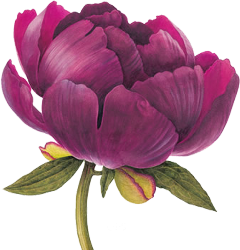 Element Pinterest Flowers Watercolor - Botanical Illustration Peony Drawing (800x800), Png Download