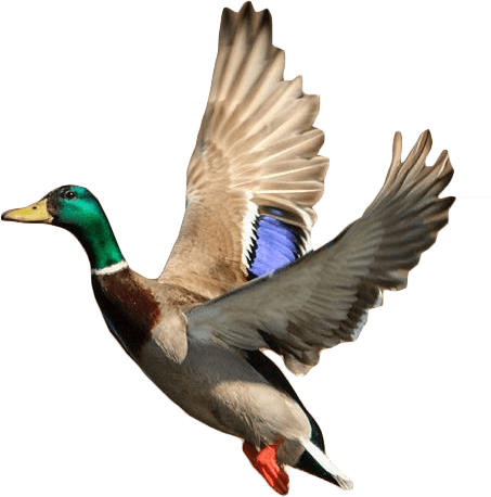 Flying Duck Png - Mallard Ducks Taking Off (453x458), Png Download