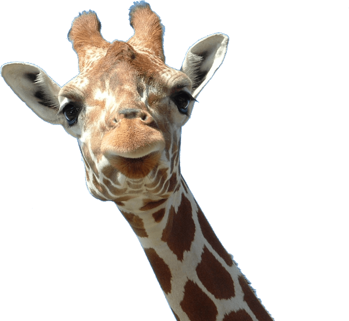 Animals - Giraffes - Giraffe Head Png (1163x1069), Png Download