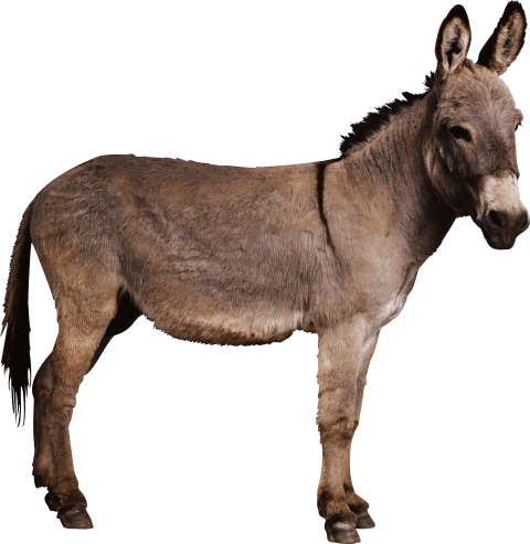 Free Png Donkey Png Images Transparent - Donkey Png (480x493), Png Download