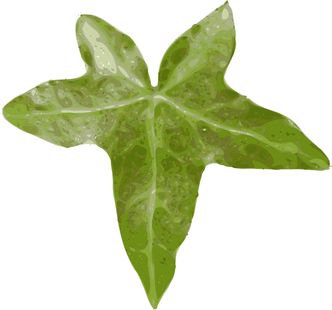 Ivy Hedera Ivy Leaf Leaf Creeper Evergreen - Leaf Clip Art (364x340), Png Download
