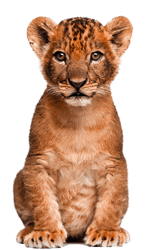 Animals Clipart Png,cartoon Animals Png,cute Animal - Cb Editing Png Animal (692x500), Png Download