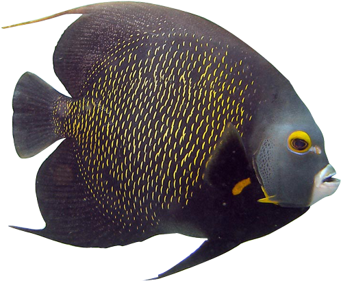 Angelfish Clipart Transparent Fish - Rock Beauty (523x423), Png Download