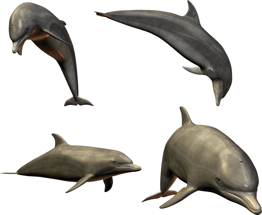 Dolphin Png All Side - Dolphins Png (600x491), Png Download