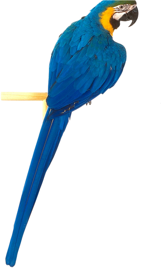 Parrot Png Free Download - Yellow Blue Parrot Png (600x995), Png Download