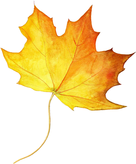 Drawing Maple Leaf Autumn Leaf Color Colored Pencil - Maple Syrup Tree Leaf (500x587), Png Download