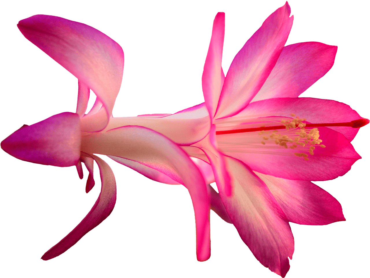 Download Download Cactus Flower Png Full Size Png Image Pngkit