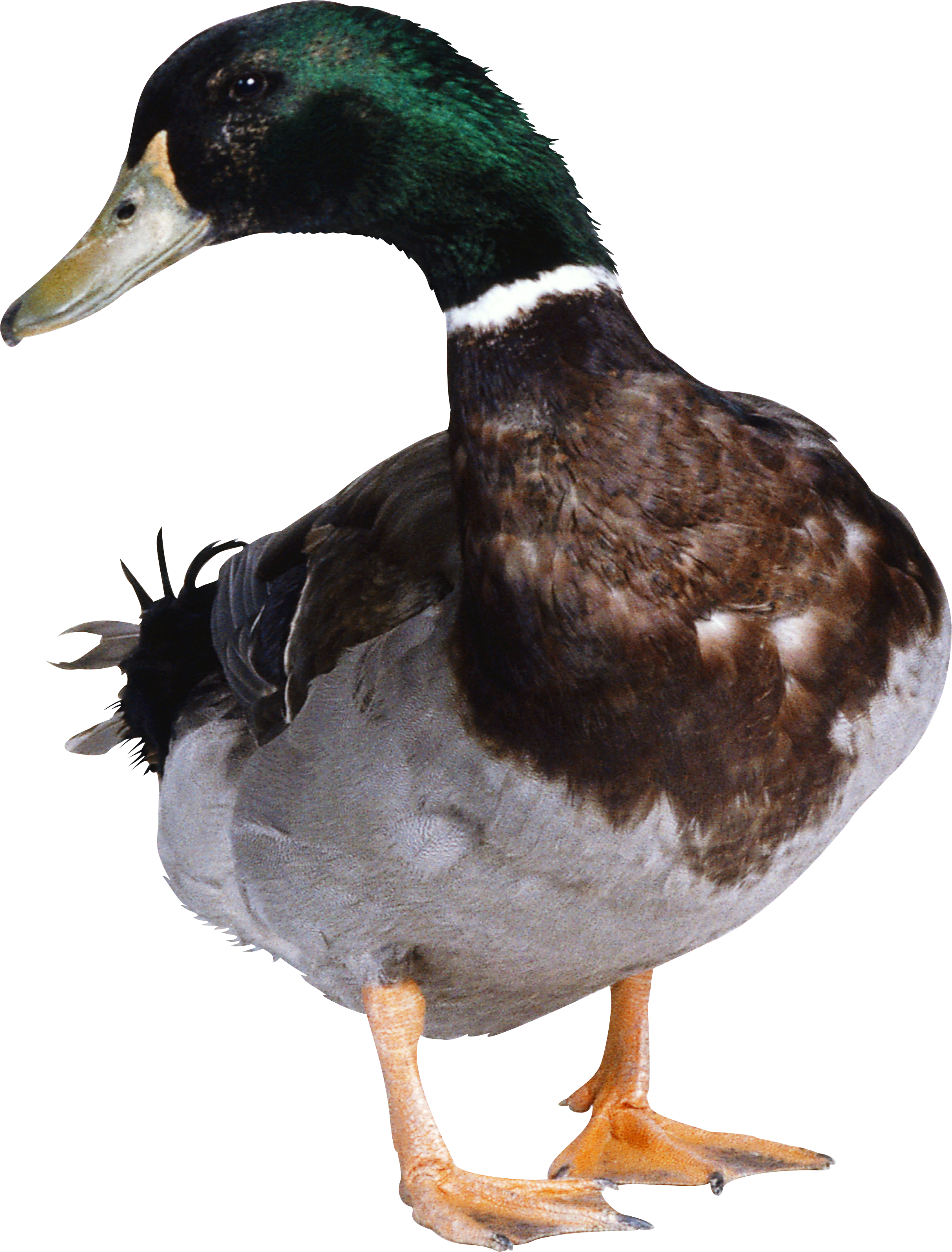 Duck Png (2429x3194), Png Download