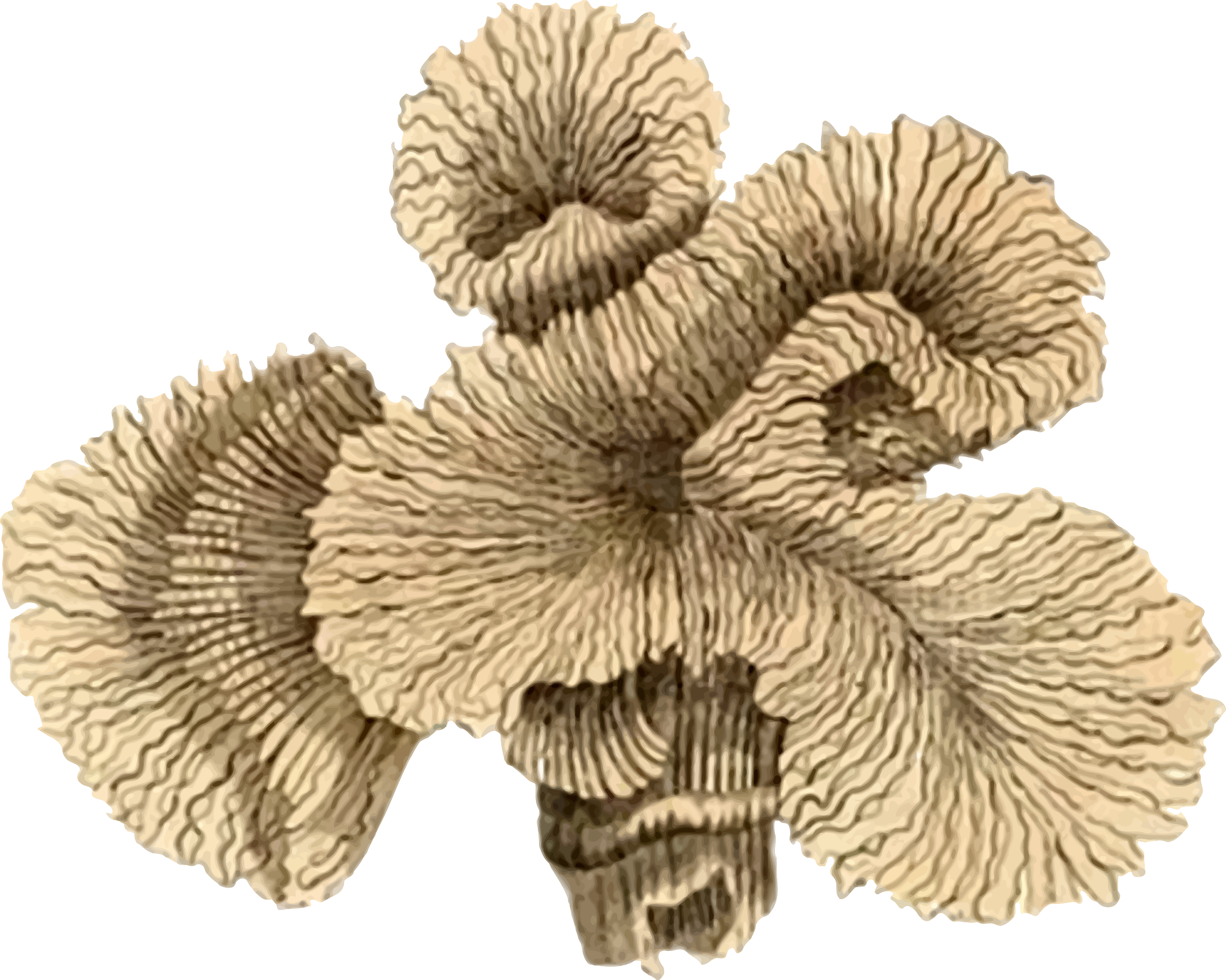 This Free Icons Png Design Of Coral 4 (2400x1920), Png Download