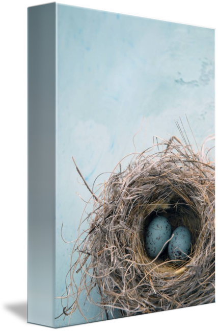 Eggs In A Nest By Elena Ray - Colour Scheme Duck Egg Blue (428x650), Png Download