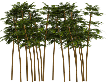 Bamboo Plant Wellness Digital Art Isolated - Bamboo Png (453x340), Png Download