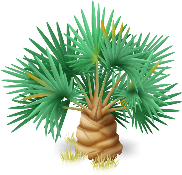 Lala Palm - Sabal Minor (631x631), Png Download