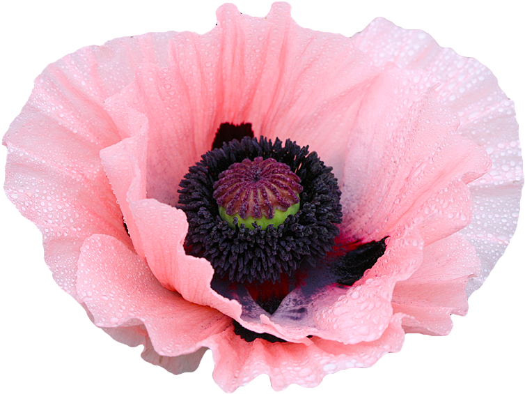 Rose Clipart Png Tumblr - Poppy Flower Transparent Background (500x391), Png Download