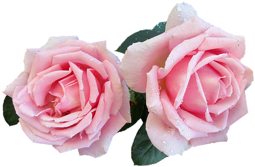 Pink, Perfumed, Rose, Cut, Out - Zazzle Personalisiertes Hochzeits-acryl-serviertablett (604x340), Png Download