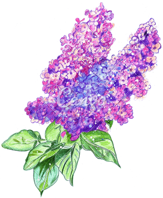 Clipart Free Stock Of A Watercolor Lilac Photos By - Watercolor Hand Drawing Png (658x800), Png Download