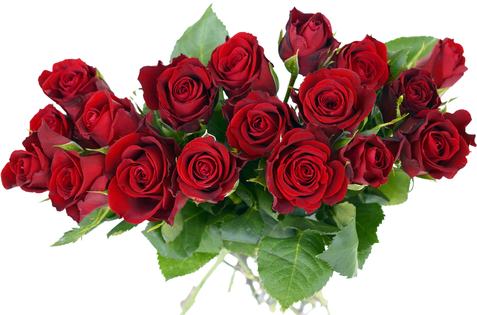Rose Transparent Pictures Free - Rose Flower Bouquet Png (1600x1067), Png Download