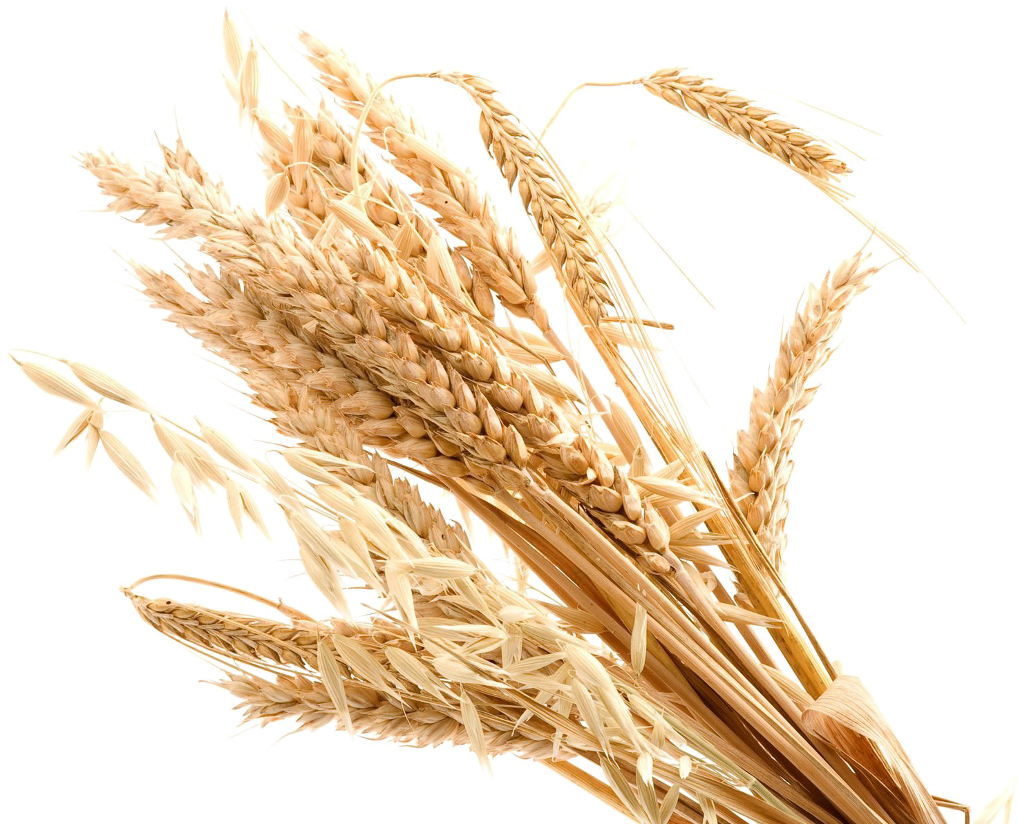 Wheat Transparent Background Png - Transparent Transparent Background Wheat Png (1920x1200), Png Download