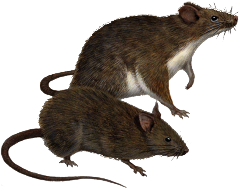 Rat Png Clipart - Yrmp Ultrasonic Pest Repellent - Electronic Pest Control (1024x819), Png Download