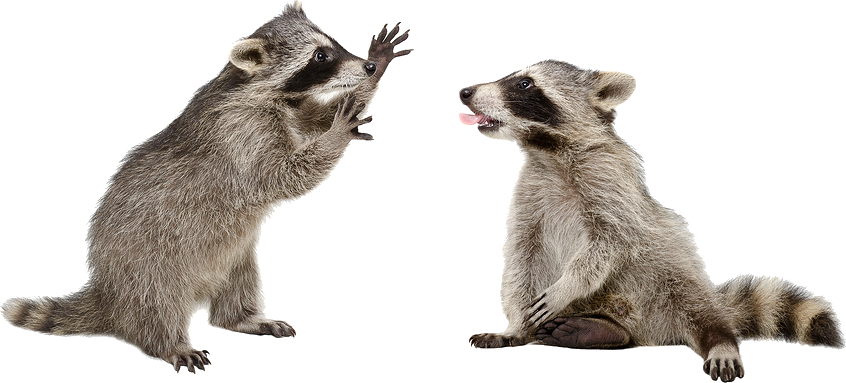 Raccoons Png - Transparent Background Raccoon Png (846x383), Png Download