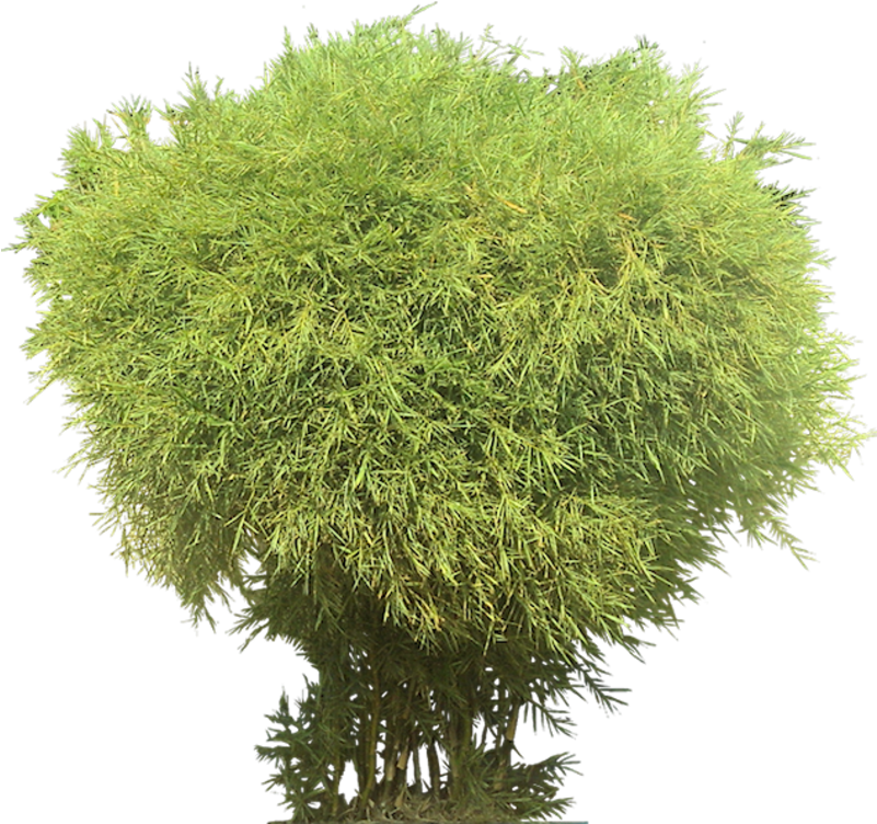 Bamboo Png (800x762), Png Download