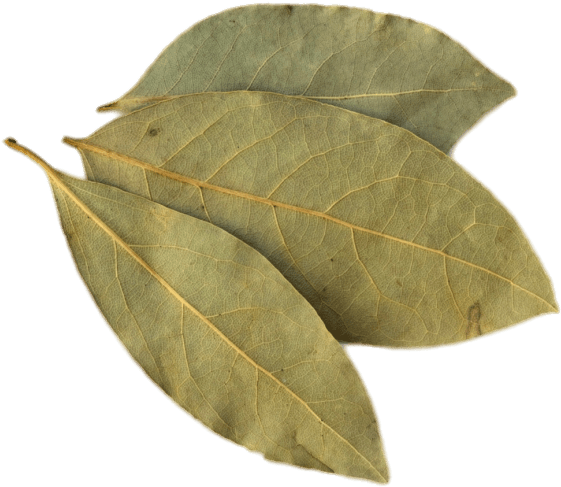 Bay Leaf - Uses Of Peepal Leaves (662x529), Png Download