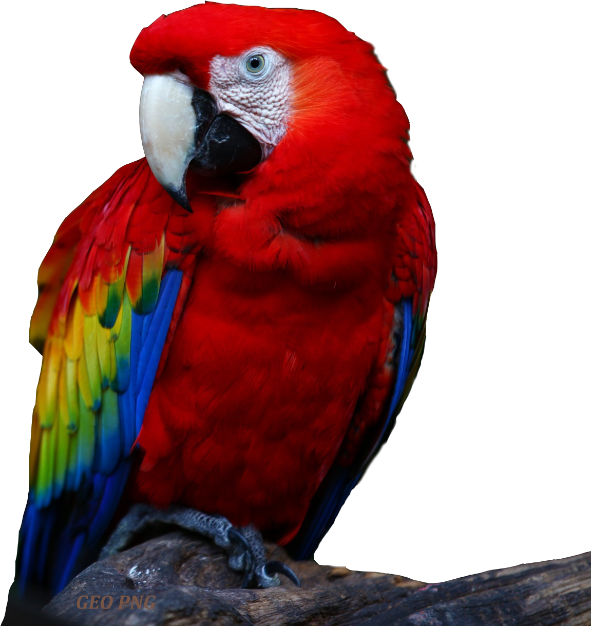 Download All Parrots Png Images And Transparent's To (1151x1254), Png Download