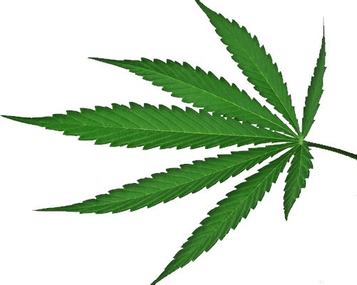Best Free Cannabis Icon Png - Cannabis Leaf Green Transparent Background (501x400), Png Download
