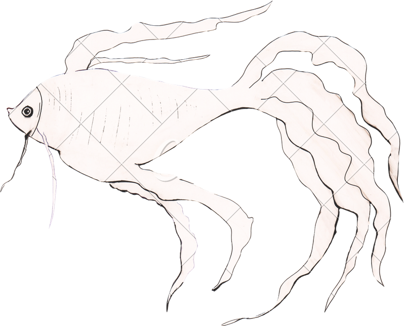 Illustration Drawing Goldfish - Drawing (800x644), Png Download