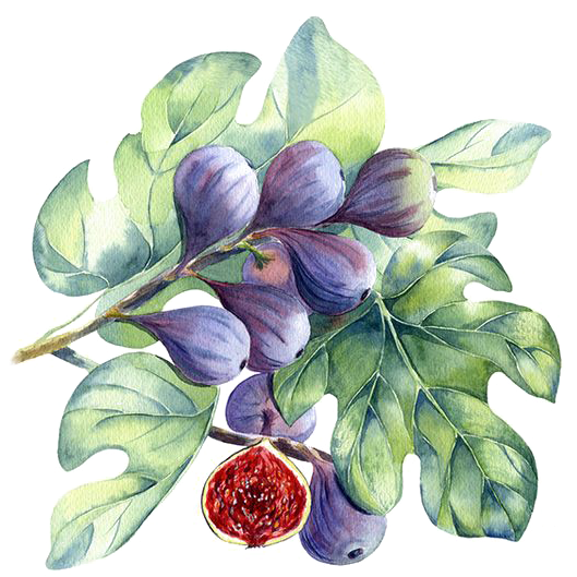 Jpg Library Download Berries Drawing Watercolor - Fig Watercolor (564x564), Png Download
