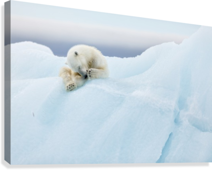 Polar Bear Grooming Canvas Print - Print On Canvas: Polar Bear Grooming By 1x : 24x32in (429x344), Png Download