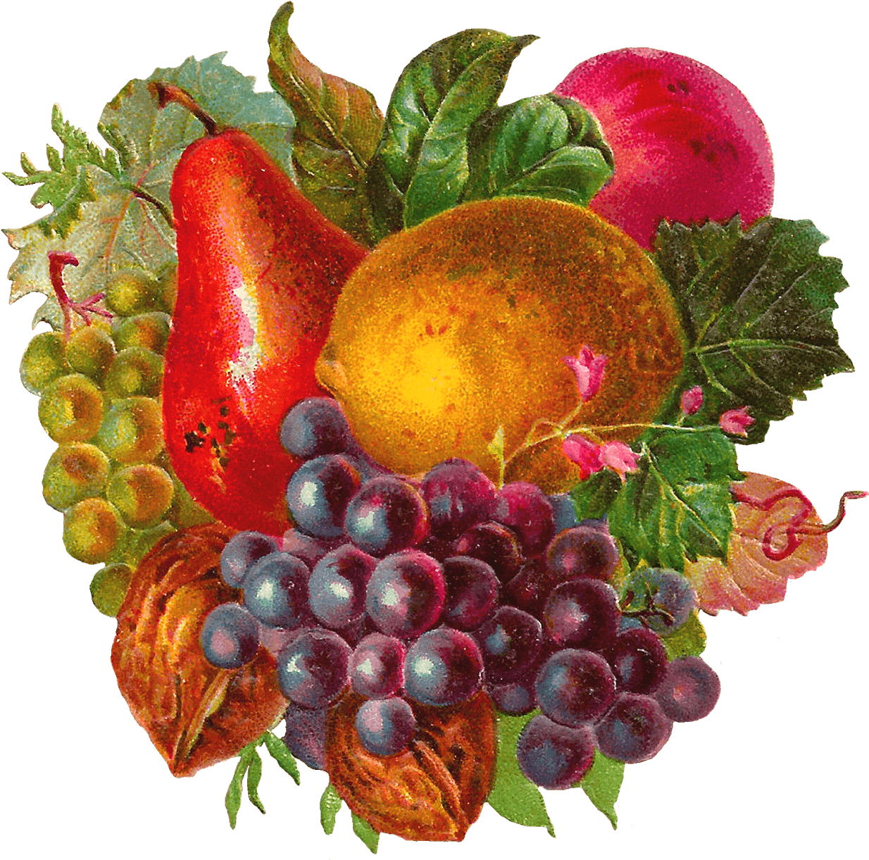 Fruit Water Splash Clipart Woman - Free Vintage Clip Art Fruit (1600x1555), Png Download