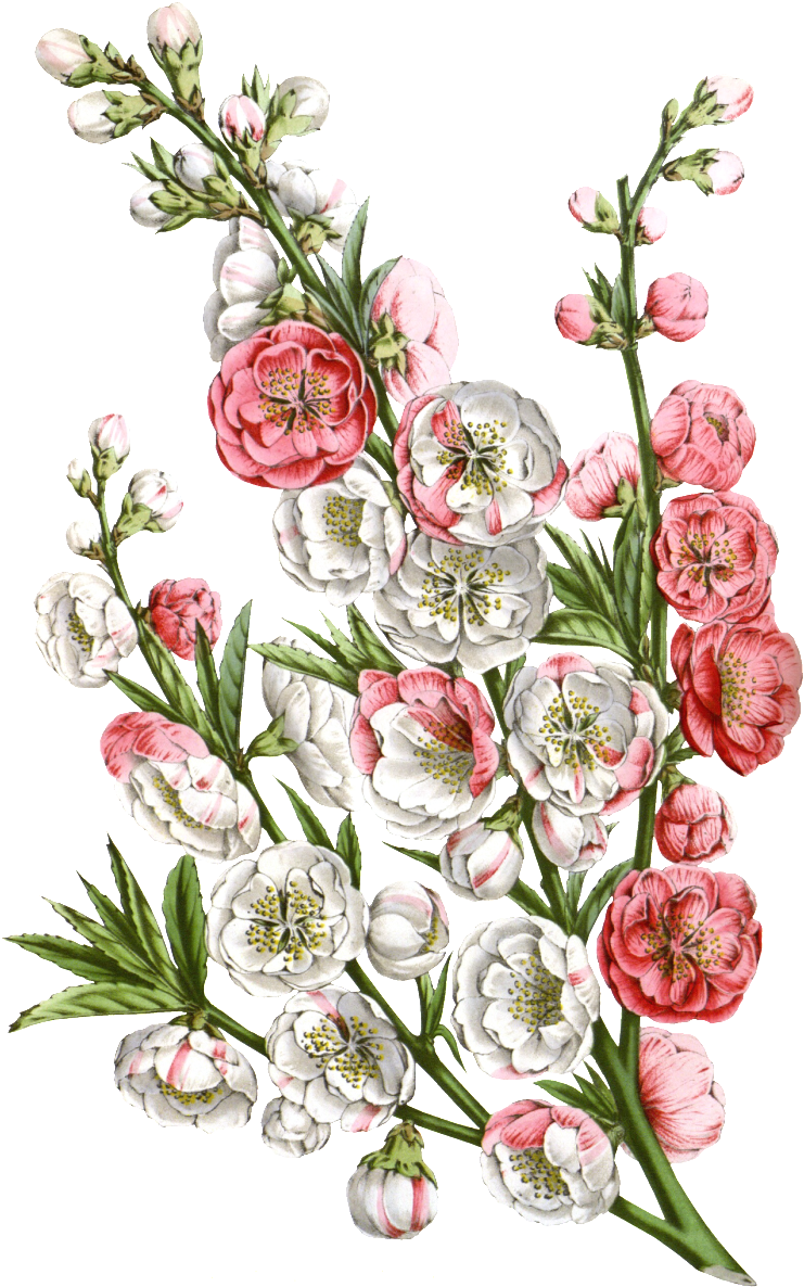 Pink Hd Beautiful Flower Png Element - Katie Pertiet Large Canvas Prints - French Romance (1024x1280), Png Download