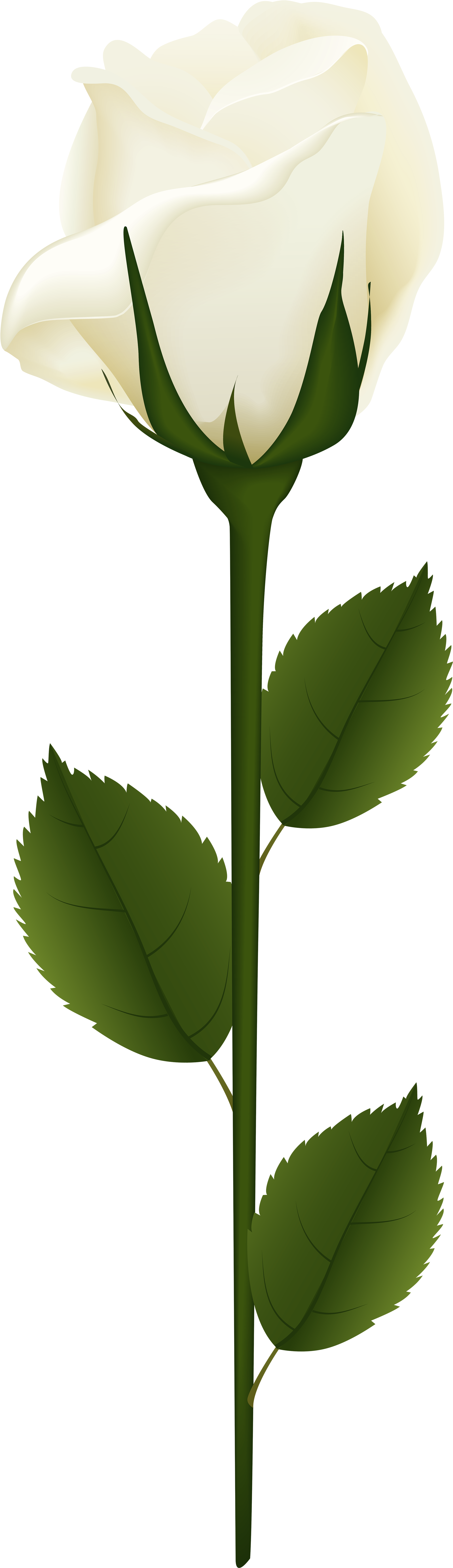 Download Sunflowers Watercolor Wreath Garland Clipart Flowers White