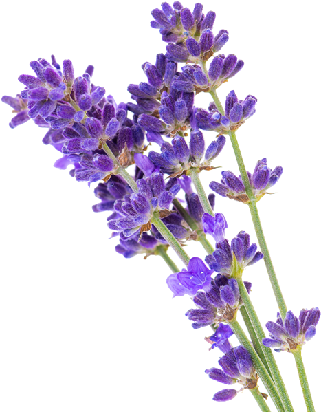 When Using While Soaking, Lavender Not Only Aids One's (500x600), Png Download
