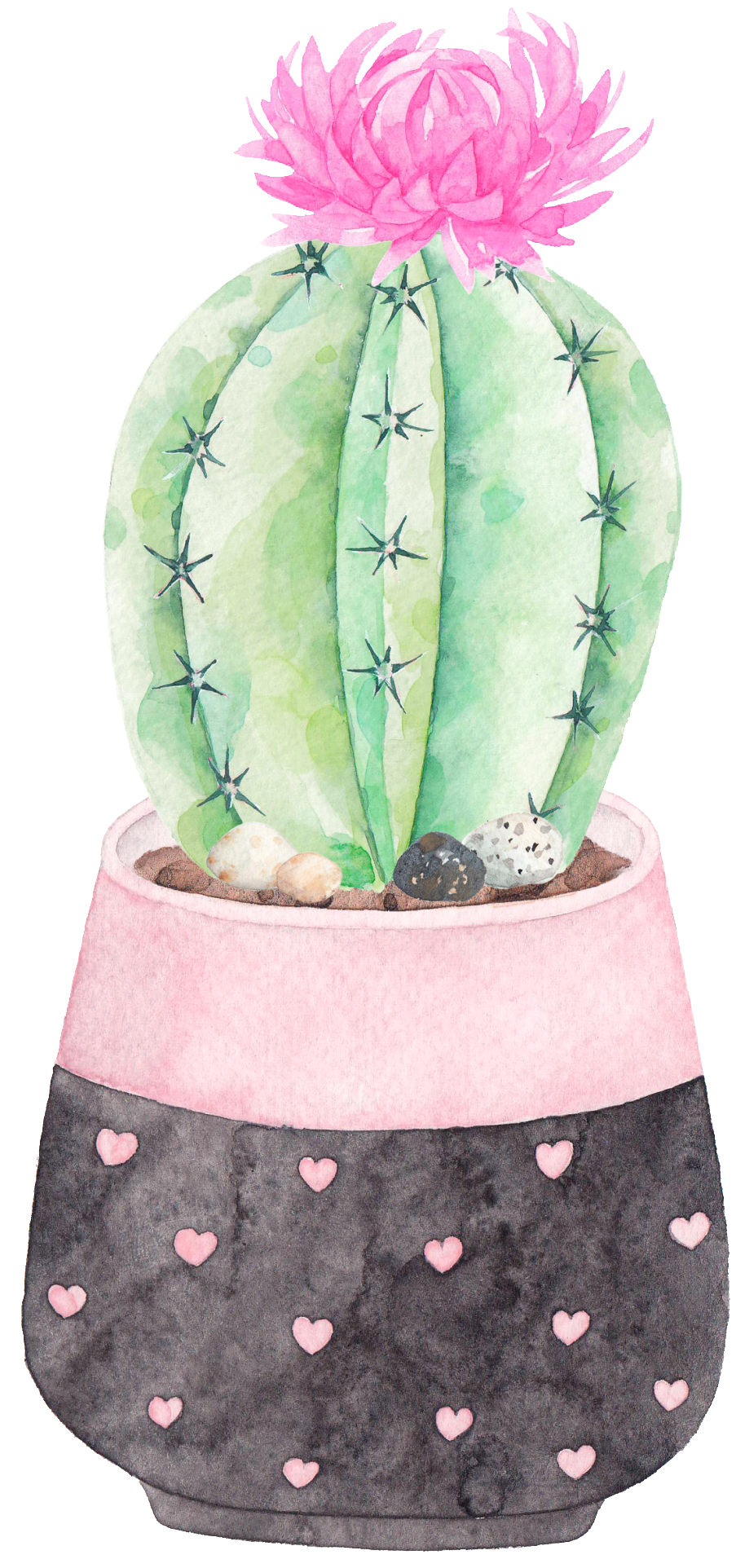 This Graphics Is A Flowering Cactus Png Transparent - Cactus (1024x2008), Png Download