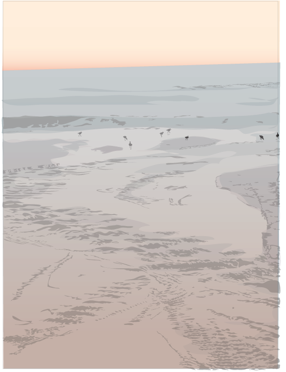 Sandpipers - Shore (576x754), Png Download