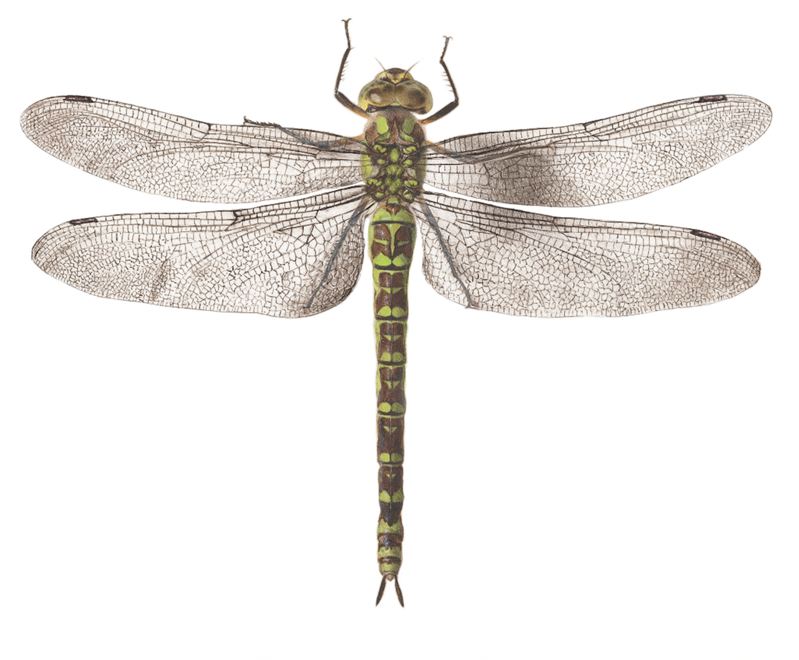 Graphic Library Stock Dragonfly By Joris Hoefnagel - Dragib Fly (2048x2048), Png Download