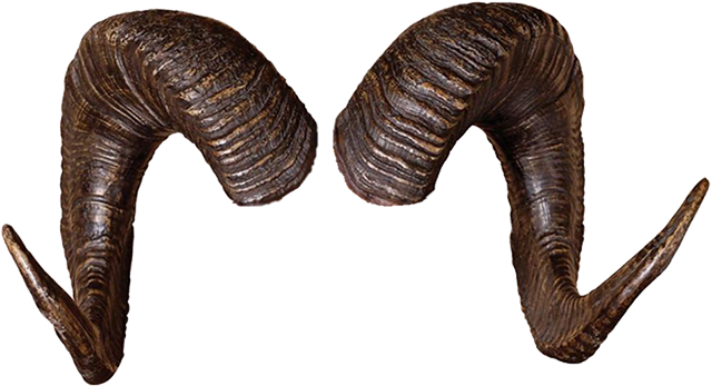 Rams Horns Png - Ram Horn Png (640x347), Png Download