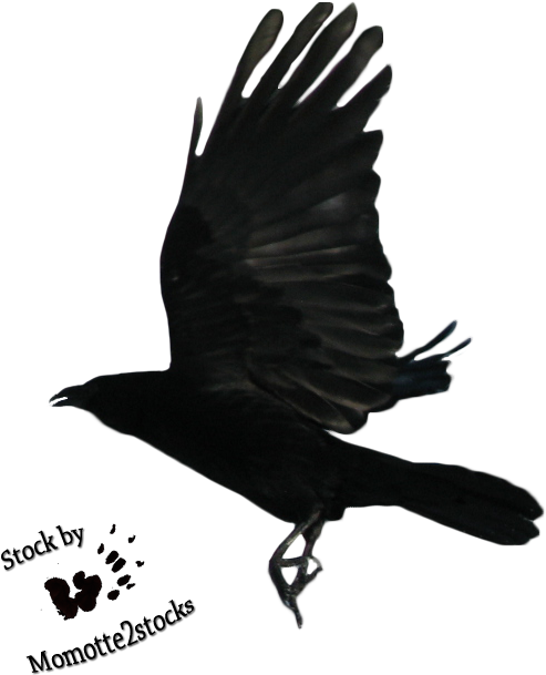 Flying Raven Png - Flying Crow Png (595x627), Png Download