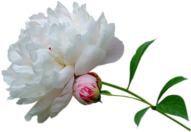 Peony-white - Peonies White Transparent Background (400x306), Png Download