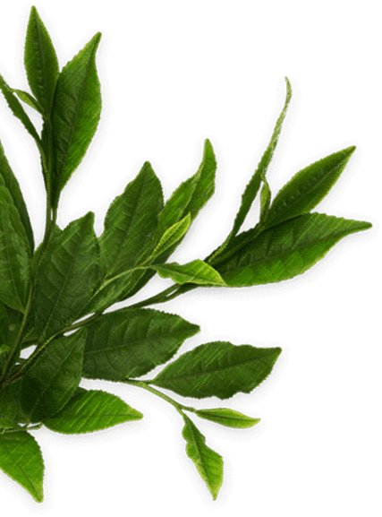 เกี่ยวกับโออิ โอฉะ - ใบ กาแฟ Png (427x577), Png Download