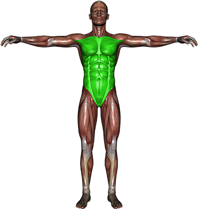 Bursa Ligament Trauma - Human Body In Side (400x719), Png Download