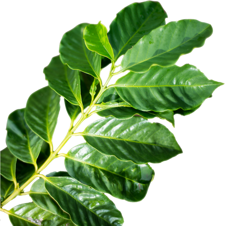 Coffee-leaf - Ebony Trees And Persimmons (800x800), Png Download